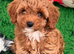 DNA health tested and trained Toy cavapoo