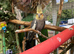 Semi-Tame Cockatiel &ndash; &pound;80
