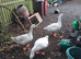 Embden geese
