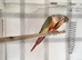 Conures for sale