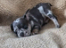 French bulldog puppies