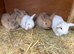 Gorgeous mini lop babies