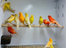 Canaries