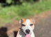 Male KC parson Russell terrier