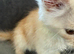 Maine coon 3/4 Cross Kittens