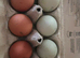 Mixed hybrid fertile egg's