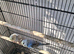 Baby budgies