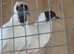 Fancy Pigeons