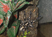 Adult Pair Of P Metallicas