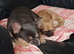 Female chihuahua X pug