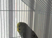 Baby budgie