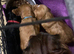 Cocker spaniel pups