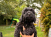 6 STUNNING COCKAPOO PUPPIES BLACK AND GOLDEN