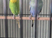 Two young female budgies