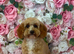 6 beautiful cavapoo puppies 1 boy still looking for his forever home