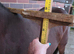 Lovely well grown Connemara Yearling filly