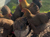Large fowl gold/blue partridge hatching eggs