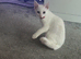 White kitten