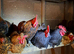 bantam cockerels