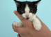 6 kittens