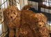 Kc registered red toy poodle