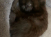 Bengal x moggy kittens kitten boy girl flead wormed microchipped