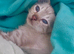 Pedigree Snow Bengal Kittens Ready Now - Seal Lynx Point + Seal Mink. TICA Parents