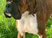 Boxer Male