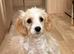 Sad rehome of cavapoo boy