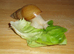 ALBINO GIANT AFRICAN LAND SNAILS