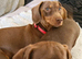 Miniature dachshund.