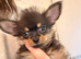 2 11 Week Old Pure Bred Chihuahua Puppies - 1 Boy 1 Girl, long-haired and short-haired