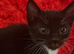 6 beautiful CUTE kittens ready for RE-HOMING