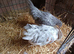 A Pair of Fantail Bantams
