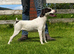 Smooth Jack Russell bitch