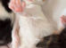 Beautiful kittens for sale!