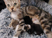 Beautiful newborn kittens