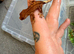 Baby crested geckos
