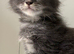 Wonderful kittens