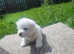 West highland white terrier