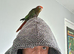 Silly tame rose crowned n crested conure