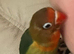 Hand reared beautiful female love bird