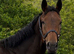 3 yr old gelding ROR eligible