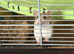 With cage 10 week old hamster