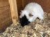 Black and white guinea pig