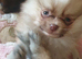 Pomeranian puppies ready 26th Aug taking deposits now