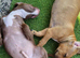 Bully x staffy pup
