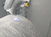 6 year old African grey parrot