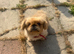 1 boy Pekingnese parti-coloured rare apricot & white 13 months