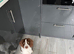 Springer spaniel bitch